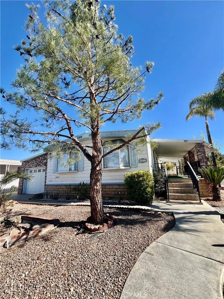 30615 Arenga Palm — photo