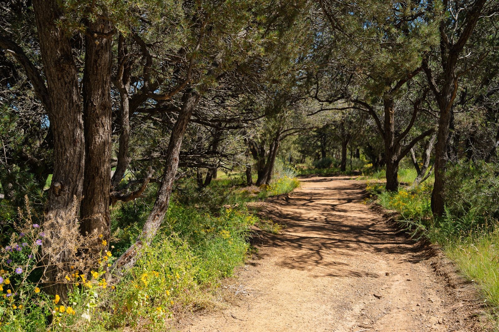 3101 Old Pecos Trail 504 — photo