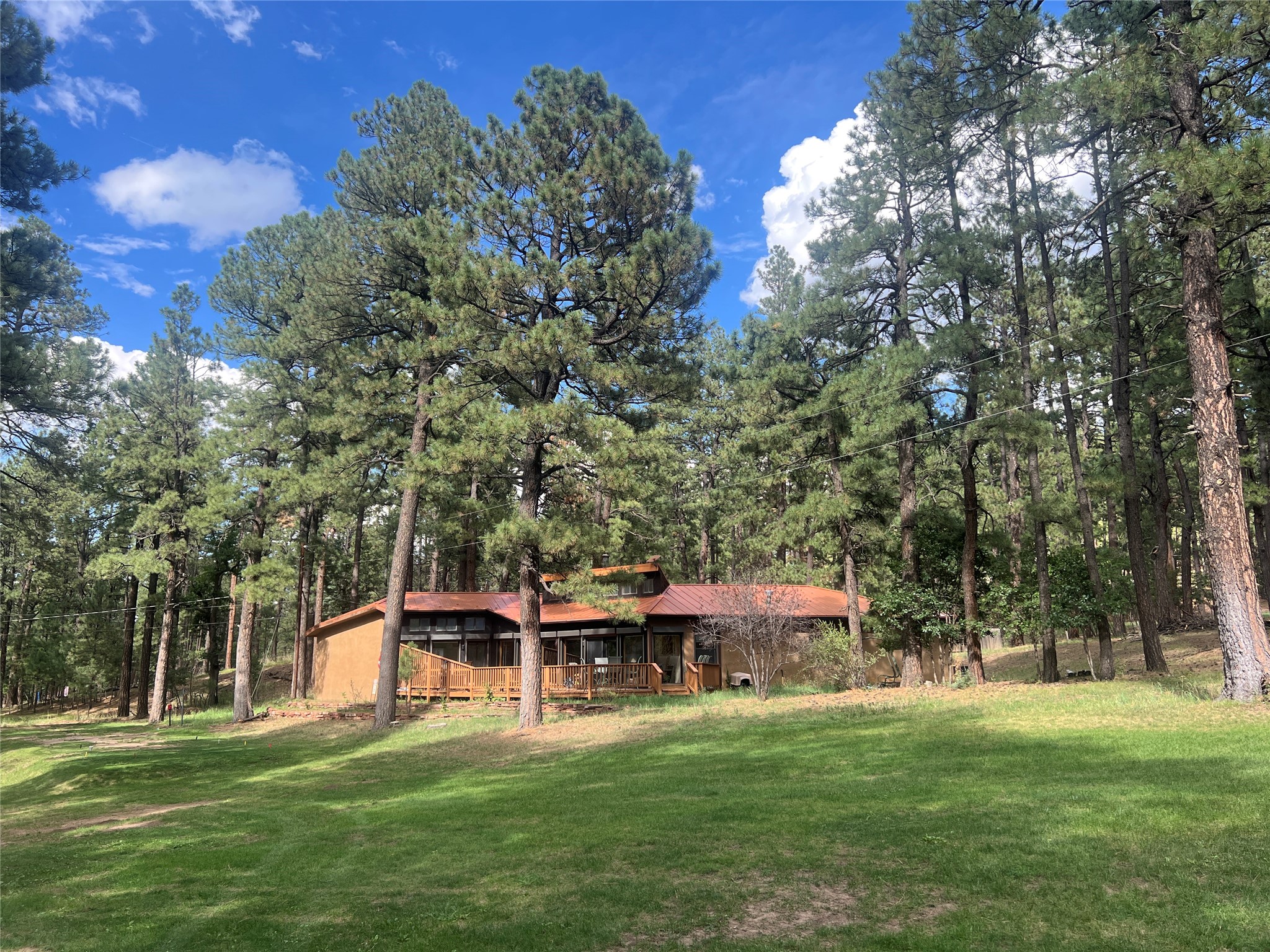 4 Forest — photo