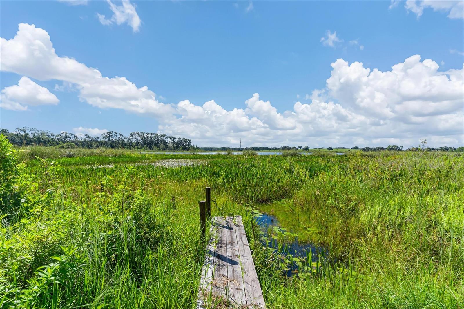 26833 Anderson Ranch Road, Yalaha, FL 34797 — photo 3